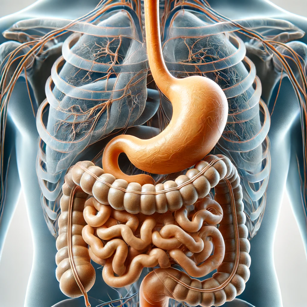 how digestion starts inside stomach